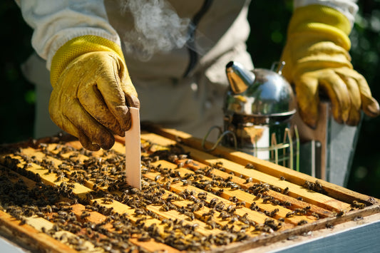 Buckets, bees and battles with verroa