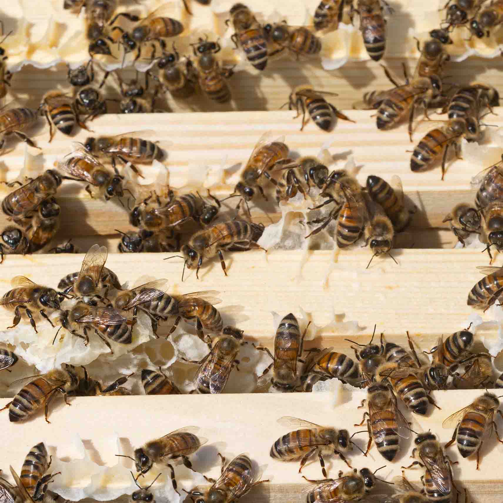 Buckfast honey bees climbing among cells in a hive.