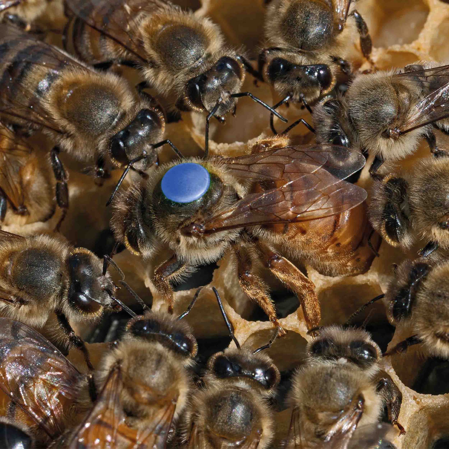 F1 Mated Buckfast Queen Bee with 2025 blue marker. Being supported by worker bees on a wac covered plastic langstroth frame.