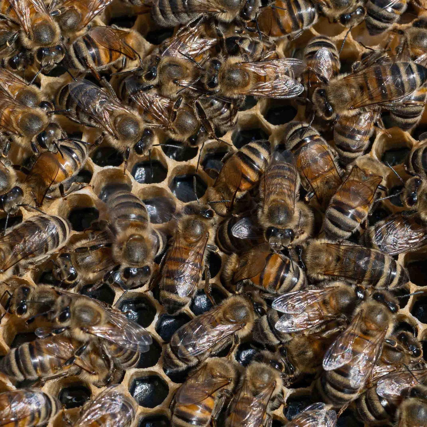 Buckfast honey bees working on a wax filled plastic langstroth frame.