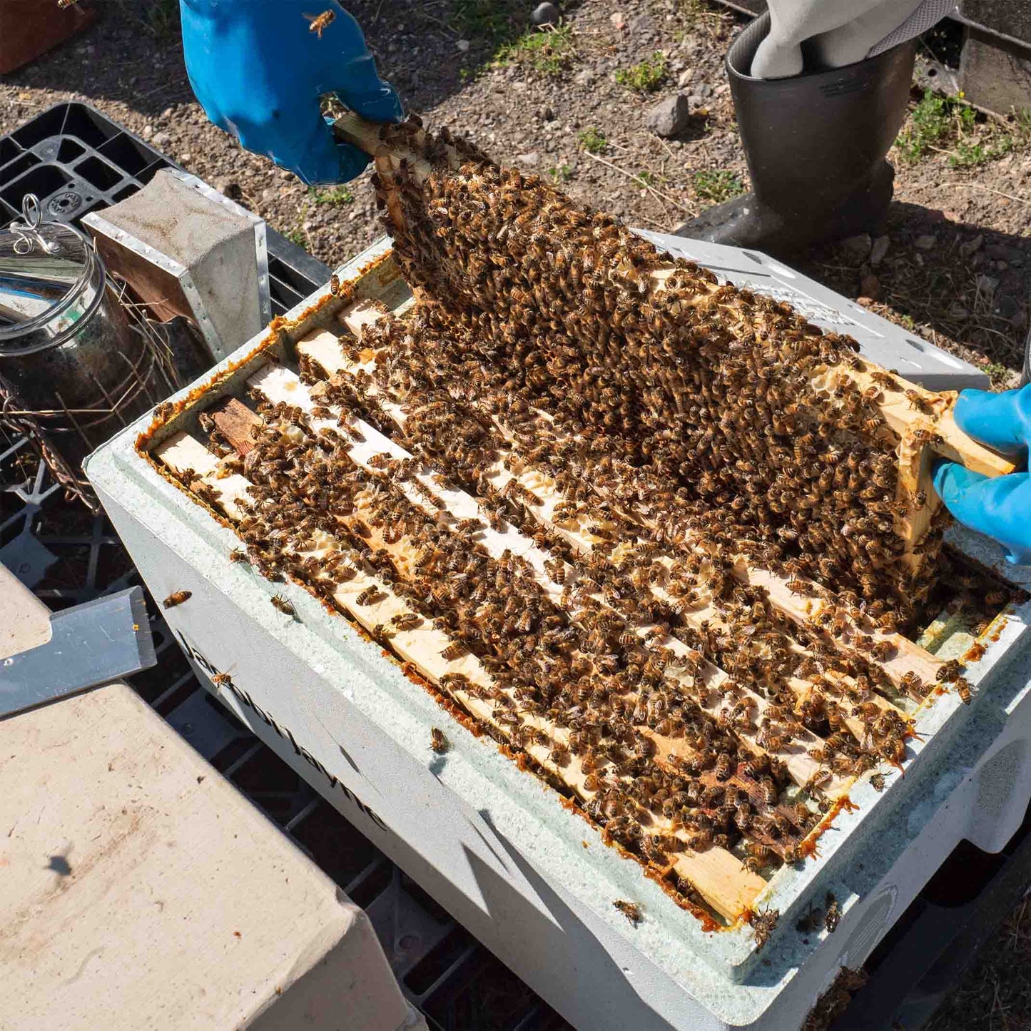 6 Frame national nuc filled with buckfast honey bees. A beekeeper lifts one of the frames exposing lots of bees and honeycomb.