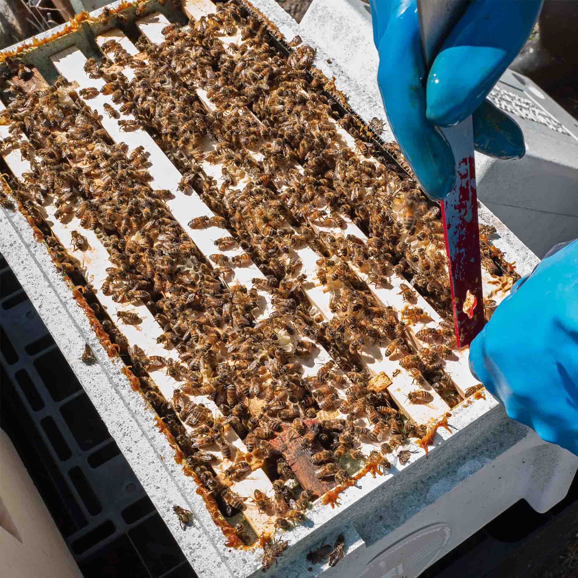 6 Frame National Nuc filled with buckfast honey bees. A beekeeper wearing blue gloves slots his hive tool between the frames.