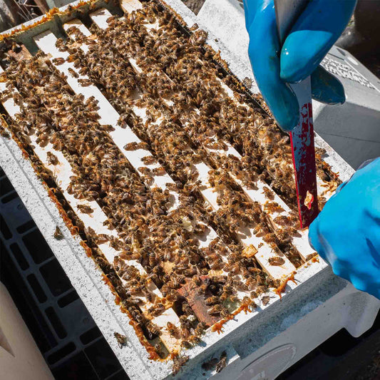 6 Frame National Nuc filled with buckfast honey bees. A beekeeper wearing blue gloves slots his hive tool between the frames.