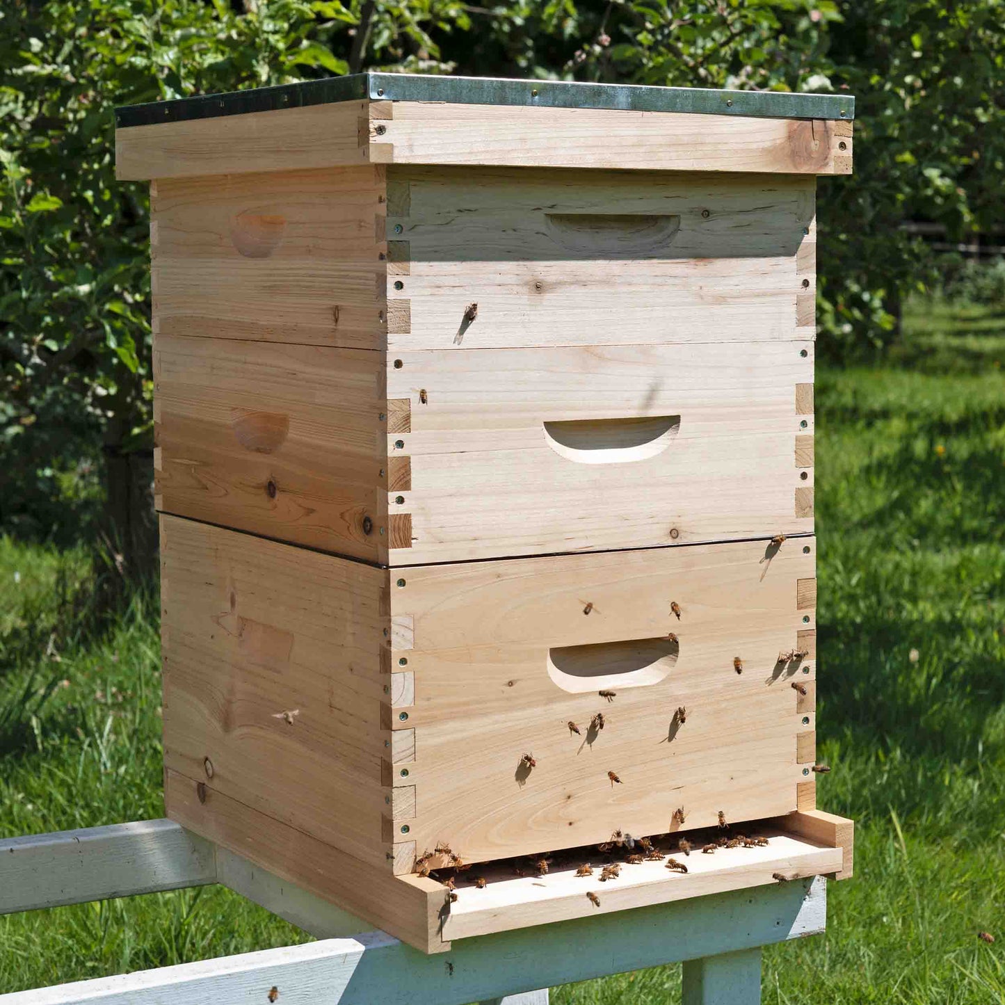 langstroth bee hive with honey bees entering the door green background in the uk