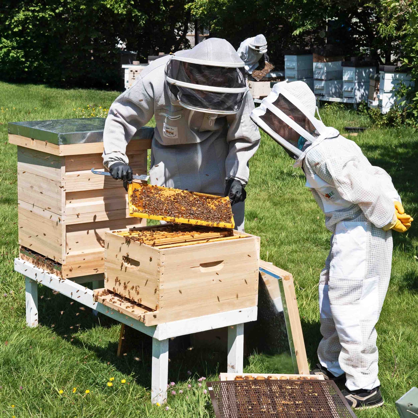 child looks into bee hive while and adjust lifts bee hive frame to look for queen bee. showing bee hive inside
