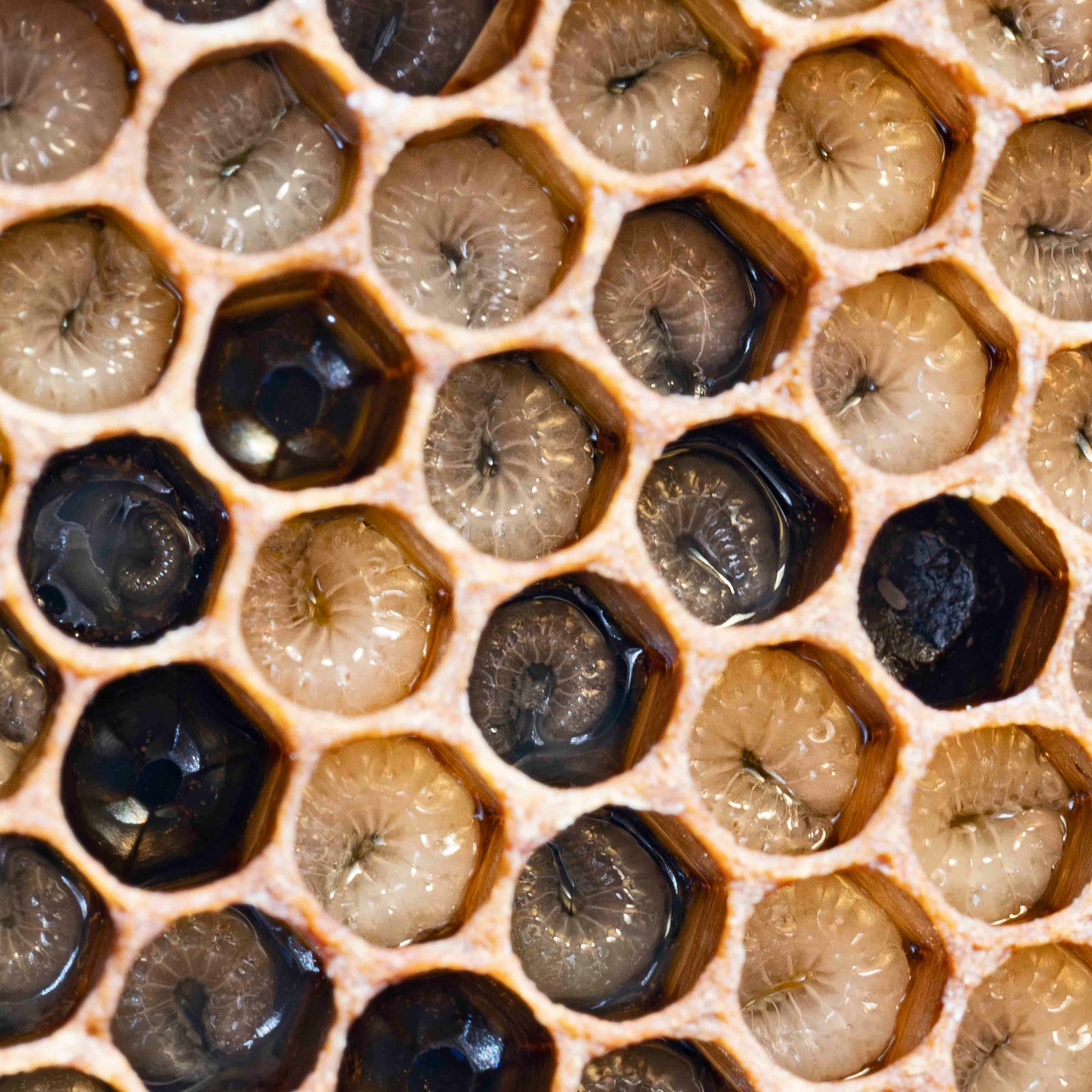 Buckfast queen bee larvae showing eggs and honey bee comb