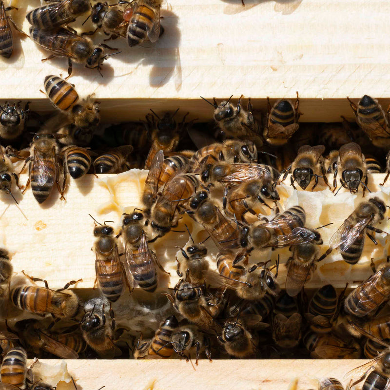 British Buckfast worker bees on a national bee hive frame. Crawling between the gaps in the frames.