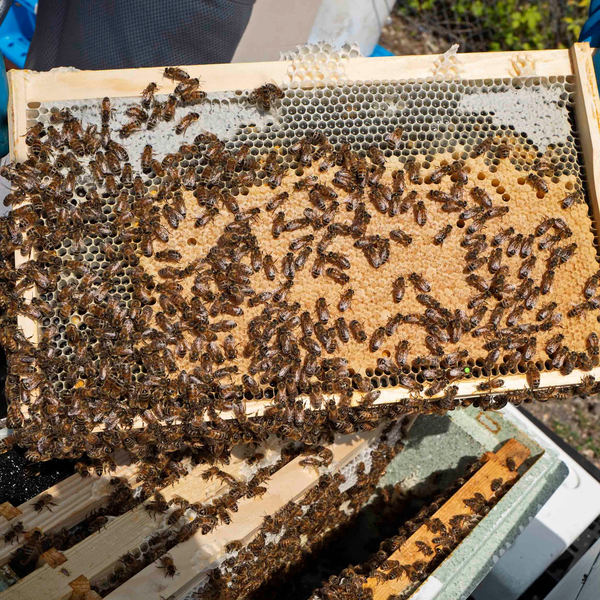 Buckfast queen bees on a frame. Worker honey bees on a national bee hive frame. Honey covers the top left and right of the frame. A great brood pattern from where the queen has laid. In the background a beekeeper stands with blue gloves holding the BS4 nation frame.