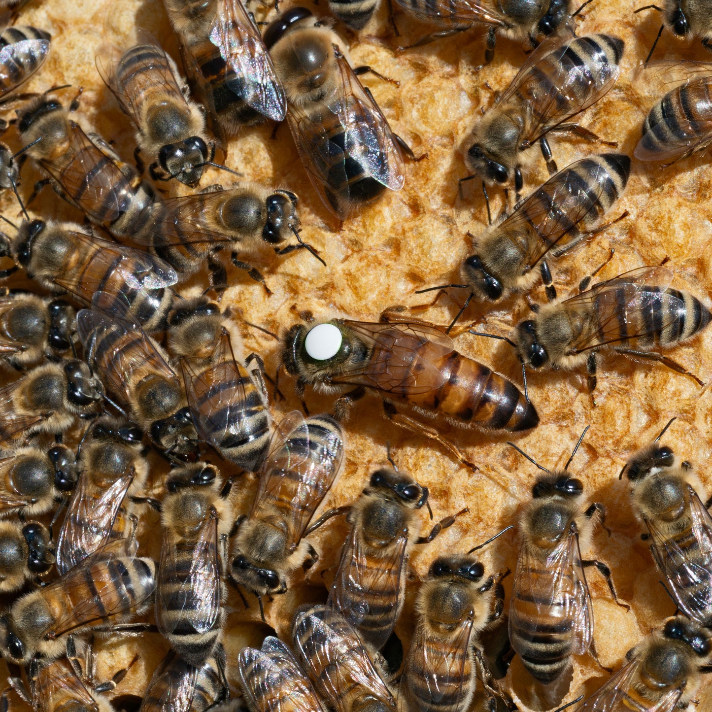 Mated F1 Buckfast Queen Honey Bees for Sale - The Hive Guys™