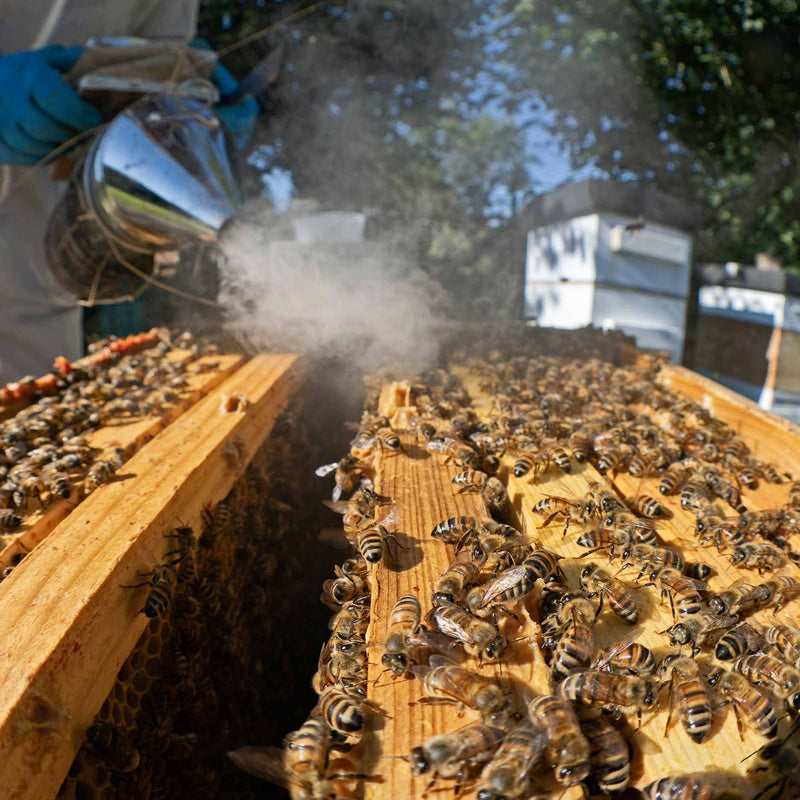 Smoker blowing a thick plume of smoke over a langstroth hive filled with F1 mated buckfast queen bees.