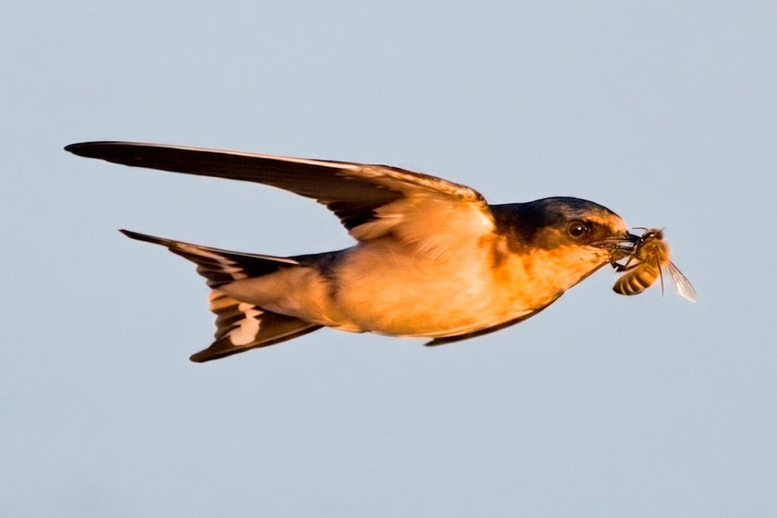 Swallows, swarms and a runaway Queen