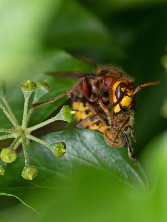 Hornet's on the hunt