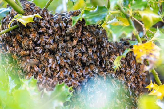 The Great Bee Breakout