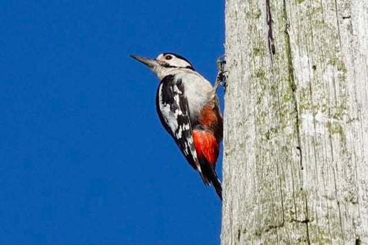 Hive Havoc: Nature's Drummers