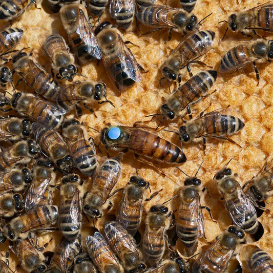 How to introduce a mated queen into a beehive UK