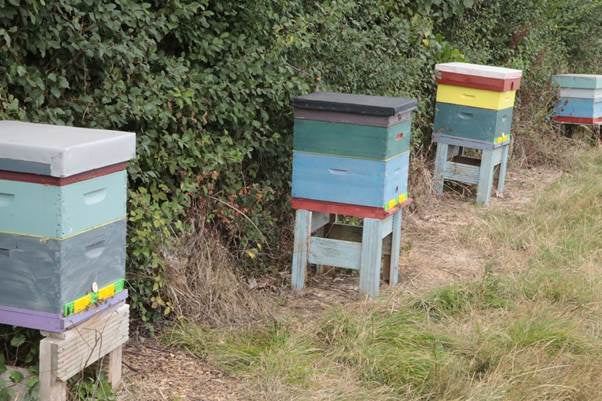 Colourful colonies