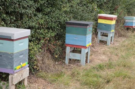 Colourful colonies