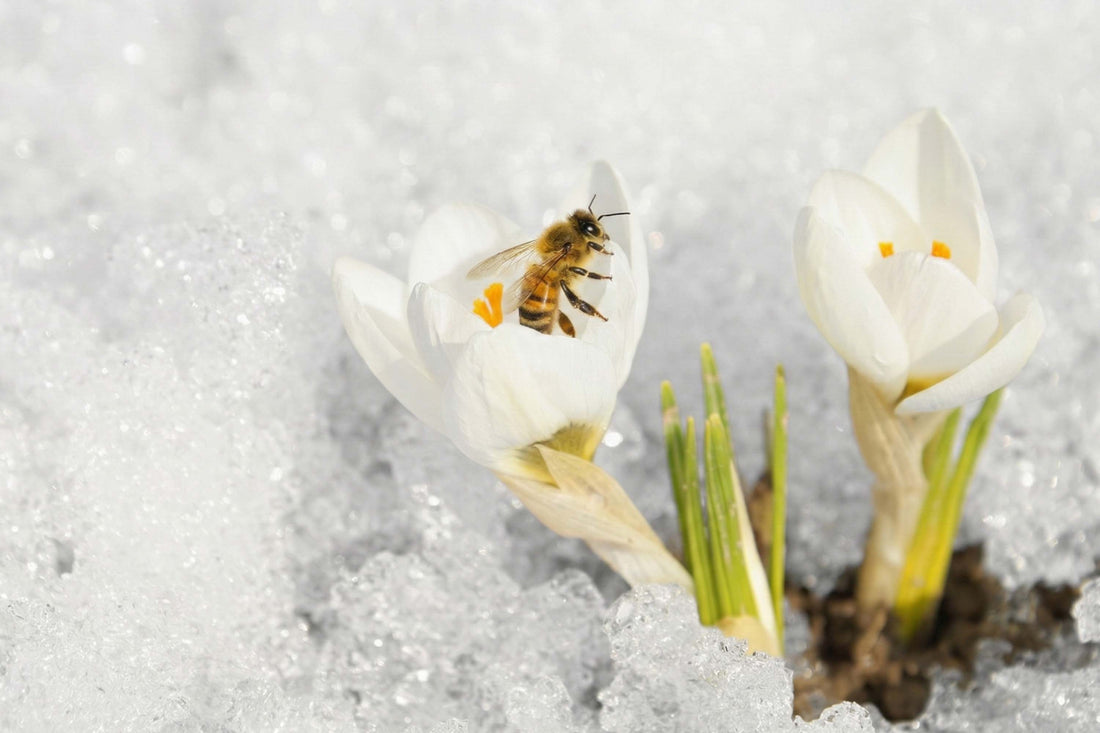 The calm before the swarm