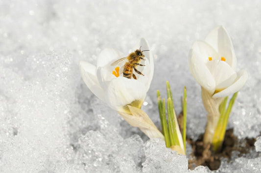 The calm before the swarm