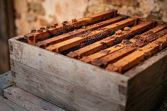 1-Star Hive