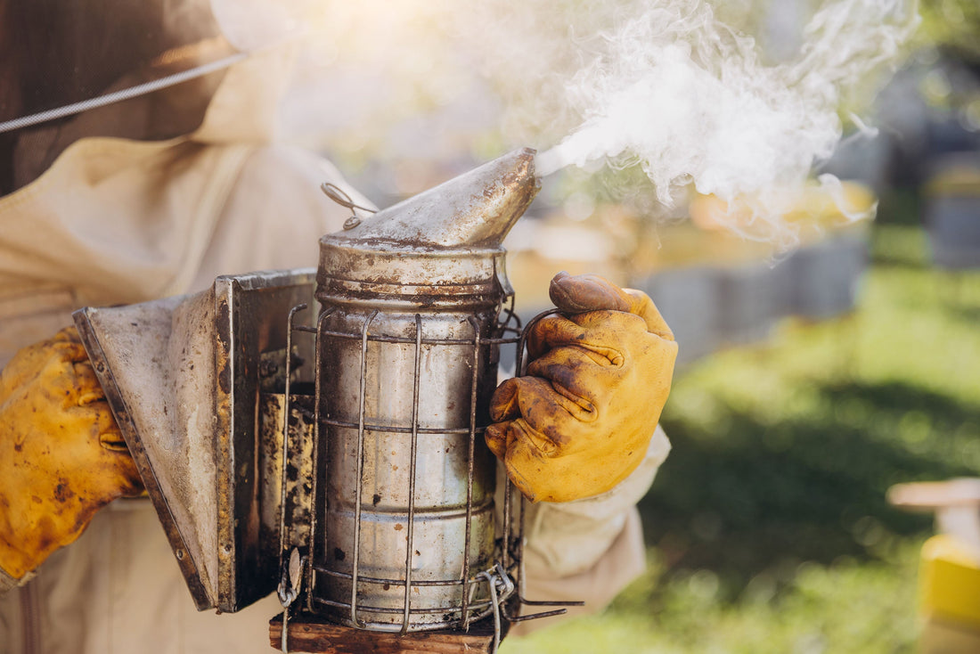 a beekeeper holds a metal smoker in hands to puff honey bees