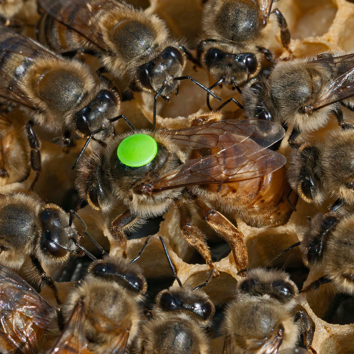 Queen bees for sale in Kent UK