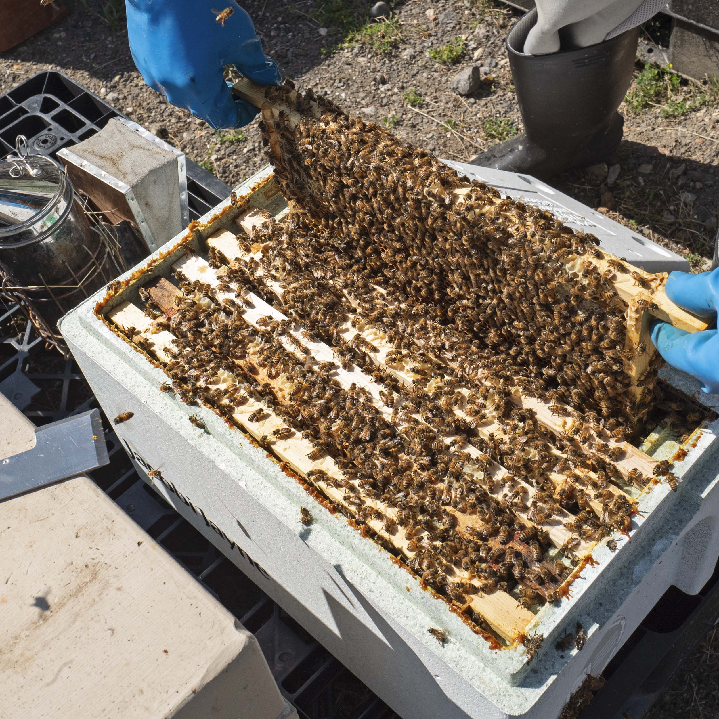 Bees for Sale Online – The Hive Guys®