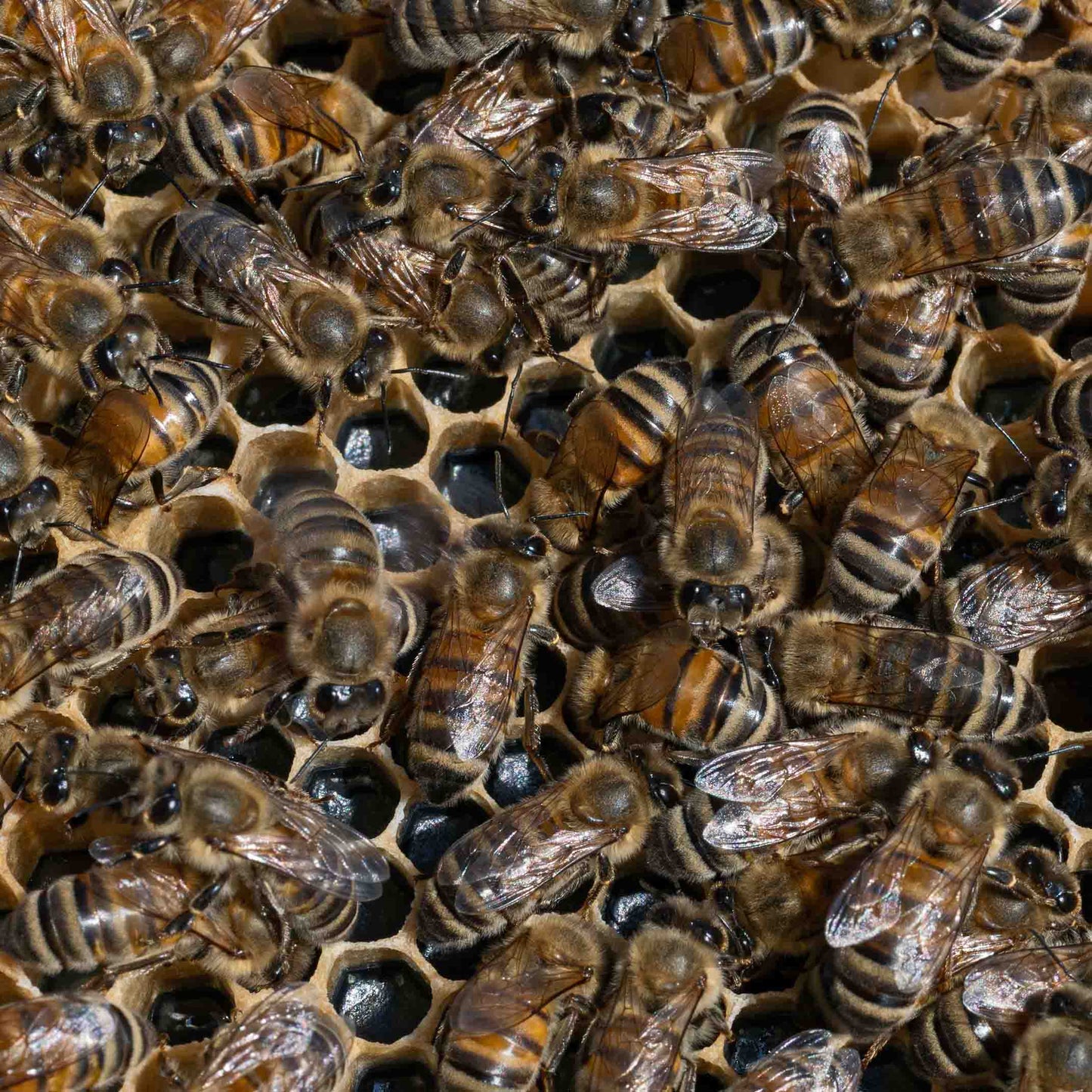 6 Frame National Nuc of Honey Bees - The Hive Guys™