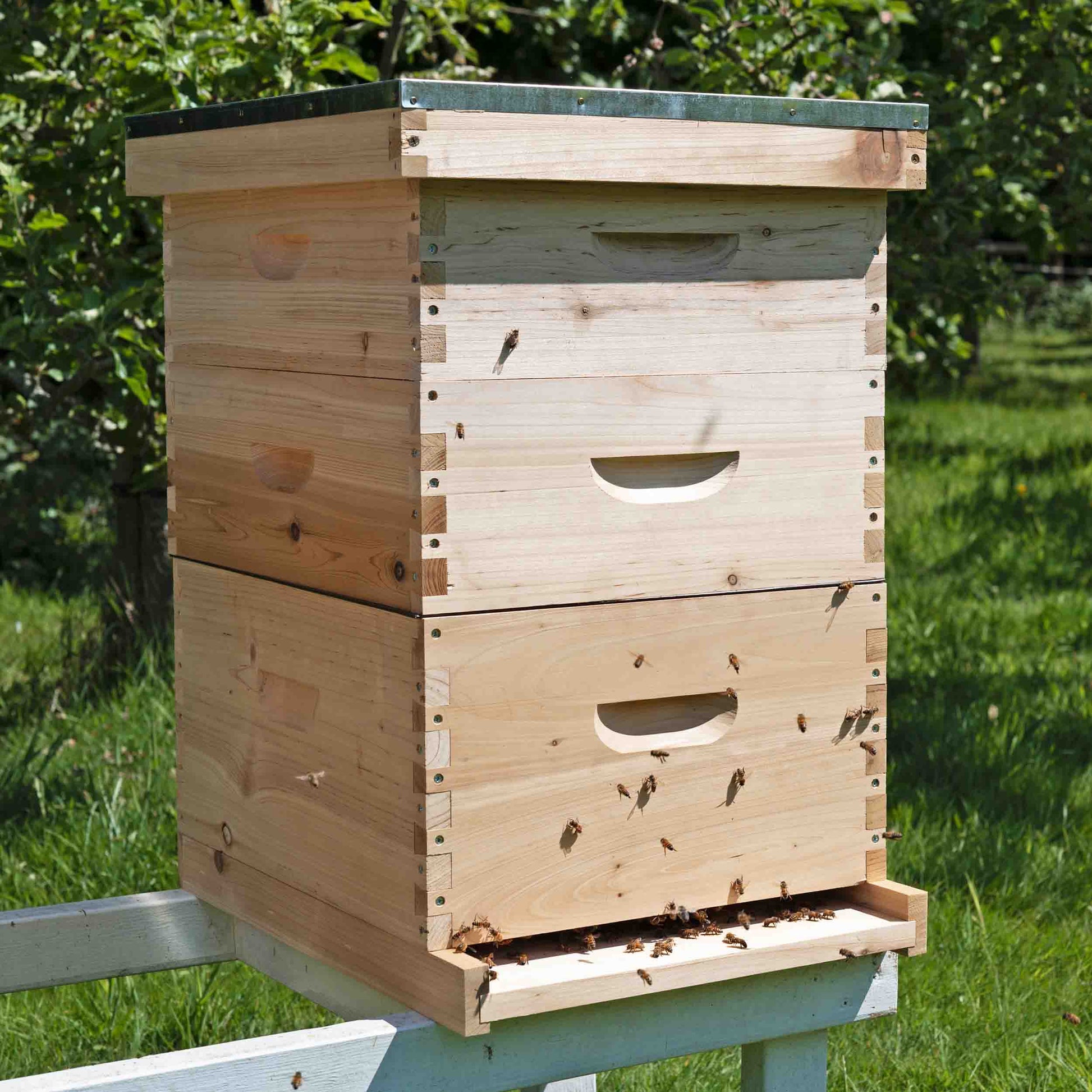 langstroth bee hive with honey bees entering the door green background in the uk