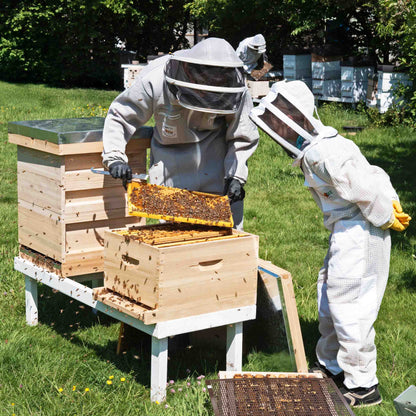 child looks into bee hive while and adjust lifts bee hive frame to look for queen bee. showing bee hive inside
