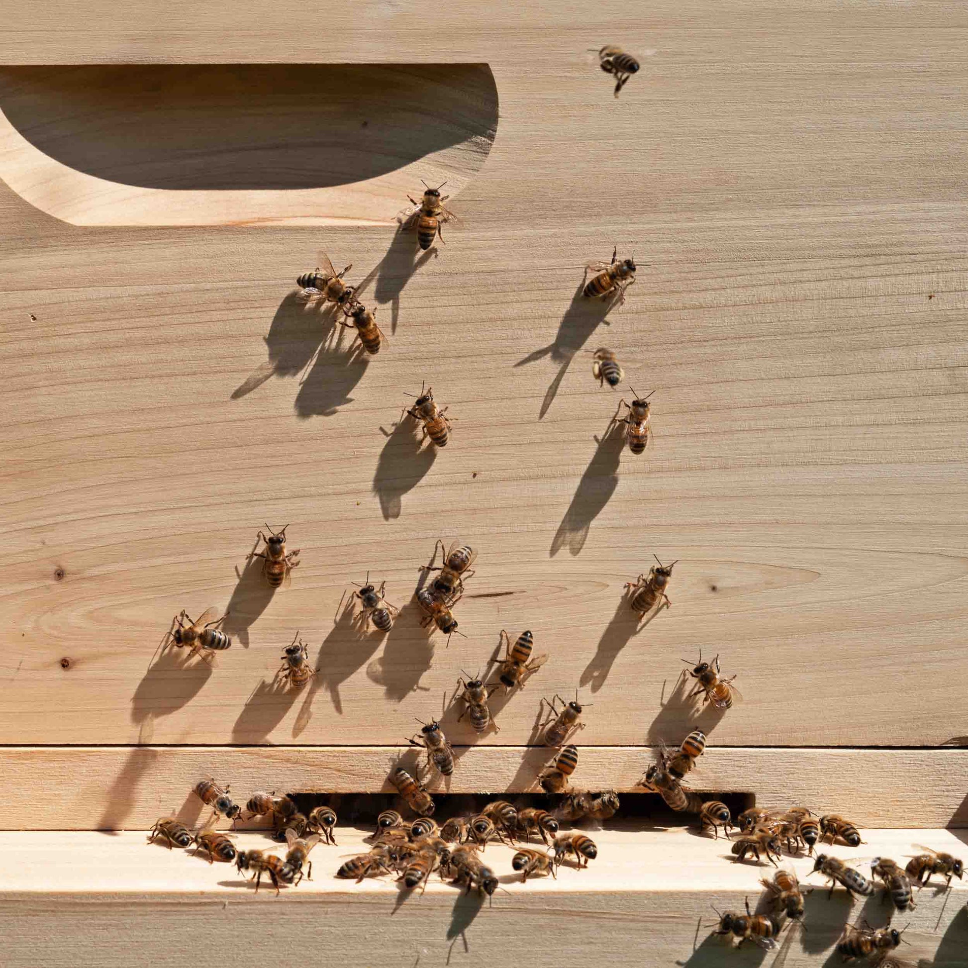 honey bees crawling up honey bee hive showing hive of bees
 