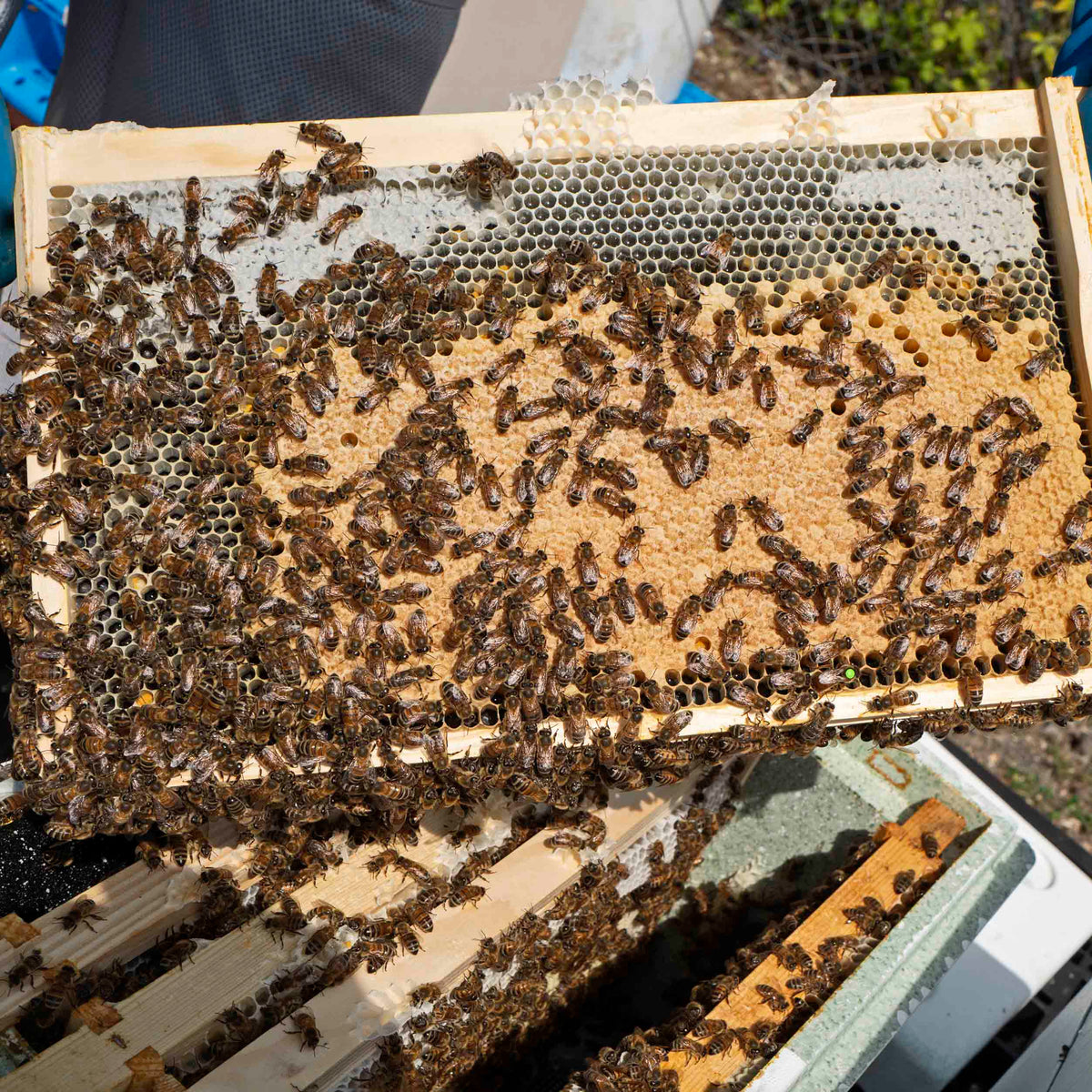 Buckfast queen bees on a frame. Worker honey bees on a national bee hive frame. Honey covers the top left and right of the frame. A great brood pattern from where the queen has laid. In the background a beekeeper stands with blue gloves holding the BS4 nation frame.  