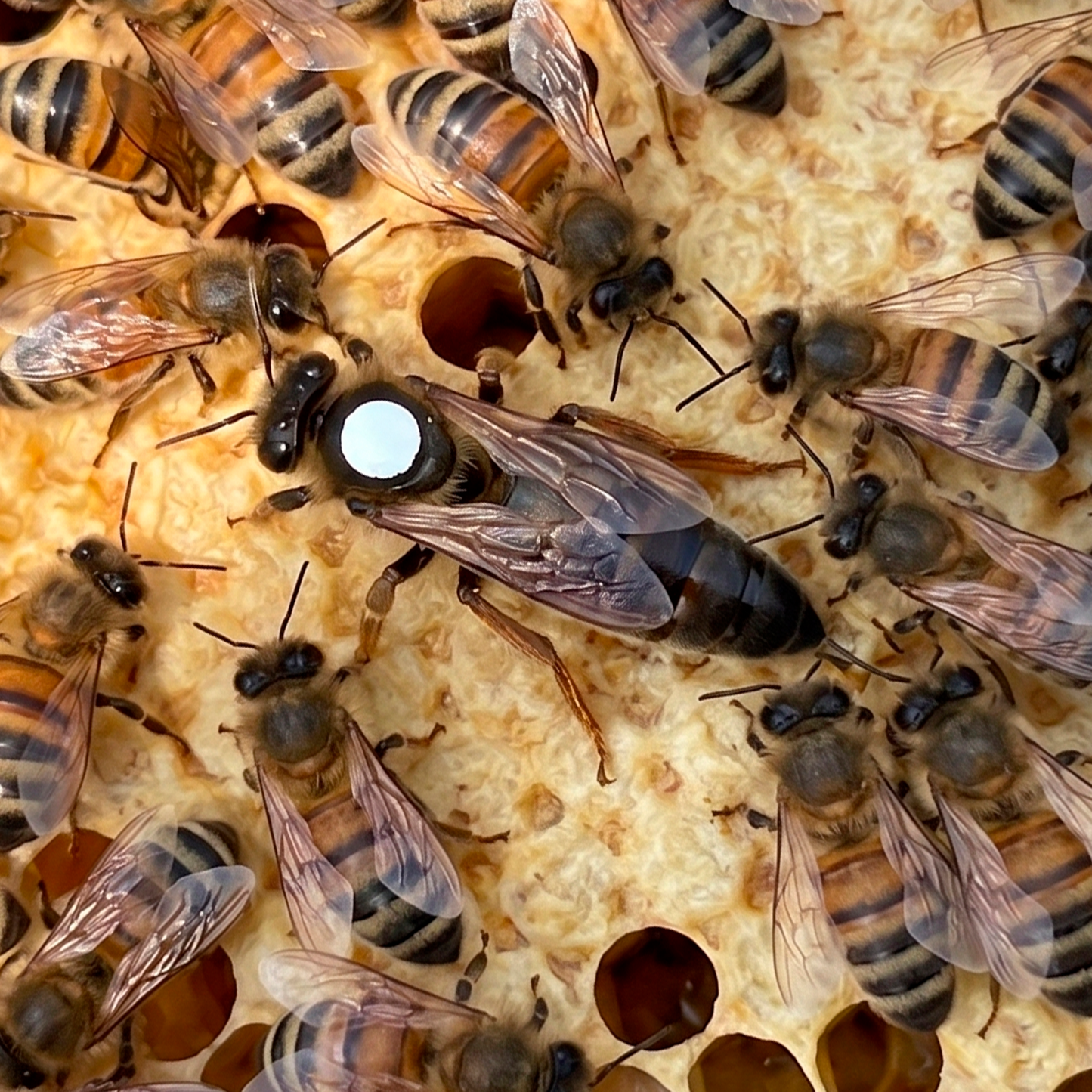 Carpathian Queen Honey Bees for Sale - The Hive Guys™