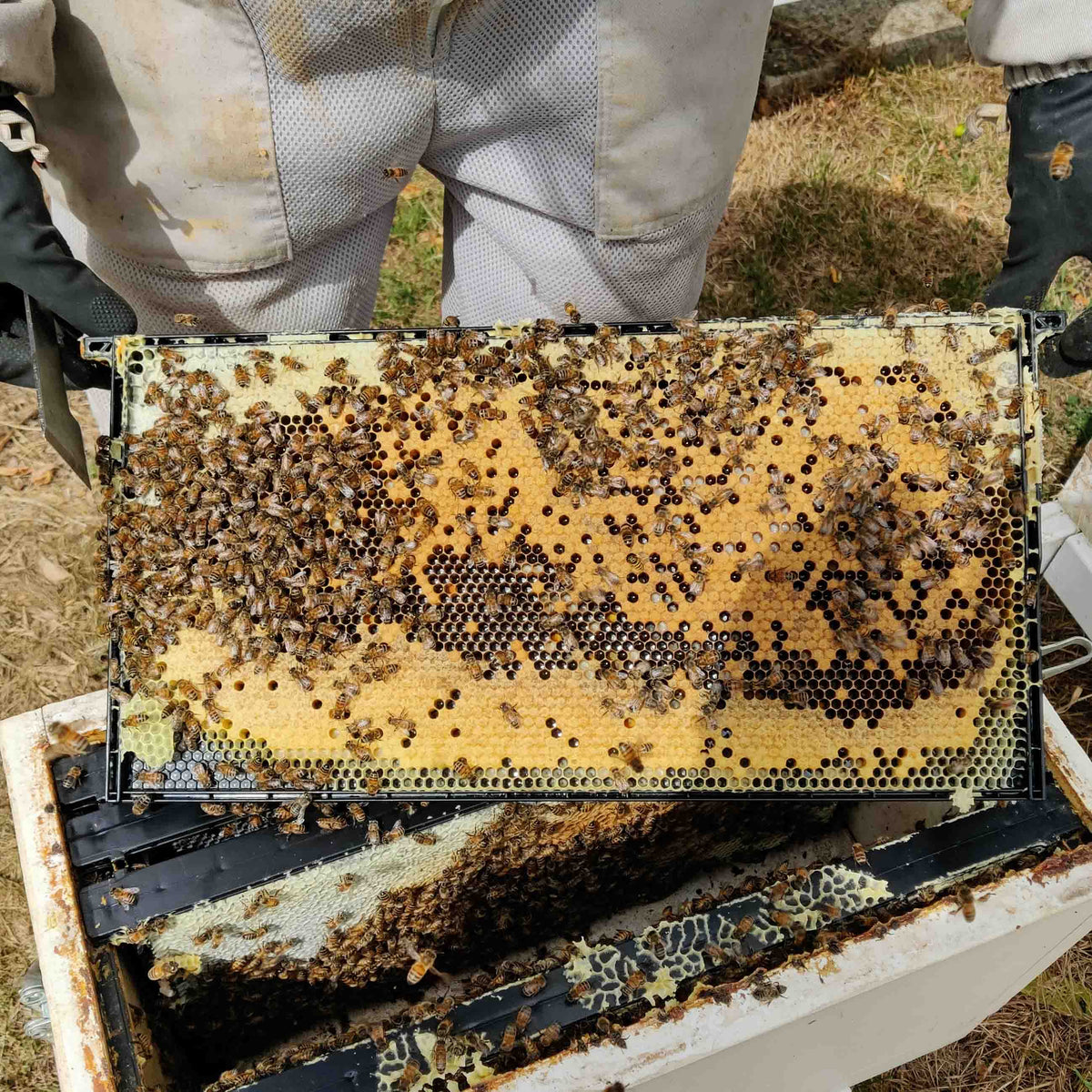 person holding Langstroth bee hive, plastic brood frame with bees in an outdoor setting