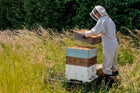 Beekeeper inspecting a hive – The Hive Guys® Gift Card